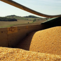Récolte maïs popcorn premium dans le Sud Ouest France